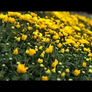 Meet your Posher, Maddie